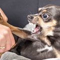 犬の咬傷事故予防の…