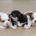 生後8週まで犬猫は親…