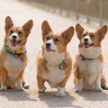あなたの犬種はどう…