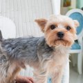 犬が急に立ち上がる…