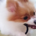 もう犬のおもちゃに…