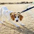犬が散歩中にじっと…