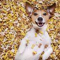 犬の年齢ごとに適し…