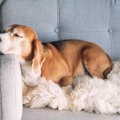 犬が飼い主にあまり…