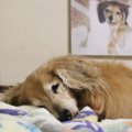 老犬介護に欠かせな…