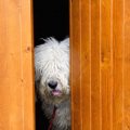 犬が物陰から飼い主…