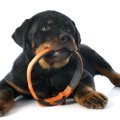 犬につけてはいけな…
