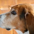 犬は人間の目に見え…