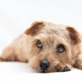 犬は『関わりたくな…