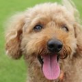 室内犬は「口臭トラ…
