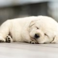 なぜ人は『子犬』を…