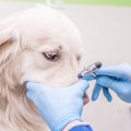 犬の『くしゃみ』は…