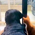保護子猫と仲良しな…