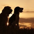 サモエドの子犬の値…