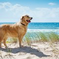 犬を海に連れていく…