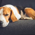 愛犬の問題行動の原…