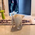 パパたちが帰宅する…