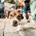 『迷惑な愛犬家』４…