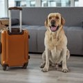 犬を連れていかない…