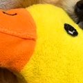 毎日ぬいぐるみを抱…