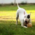 犬が飼い主と遊びた…