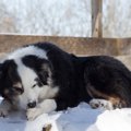 なんで？犬が自分の…