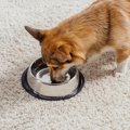 犬に『水分補給』を…