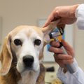犬の耳垢の役割とは…