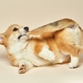 犬が『自分の体を噛…