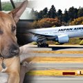 JALチャーター便、ワ…