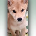 飼い主さんの行動で…