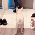 『犬が玄関までお見…
