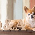 犬の散歩マナー3つ！…