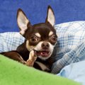 犬が『自分の脚を噛…