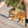 犬に『吠えられがち…