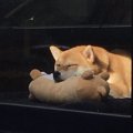 寝方からわかる犬の…