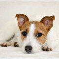 犬の痙攣　もしもの…