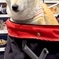 『水族館』に初めて…