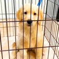 憧れの大型犬を飼っ…