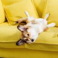 愛犬はどう？犬がよ…