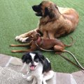 犬友との出会いにつ…