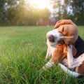 犬にとって超危険な…