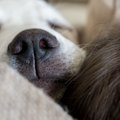 犬が寄り添って寝て…