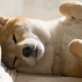 【あるある】犬が寝…