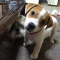 ドッグレスキュー！…