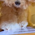 タブレットでピアノ…