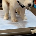 トイレで踏ん張る『…