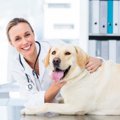 愛犬のためのおすす…