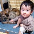 赤ちゃんが『犬のク…