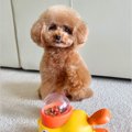 押すとオヤツが出て…